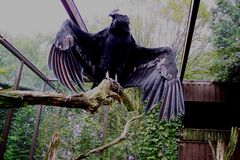 Ein Condor