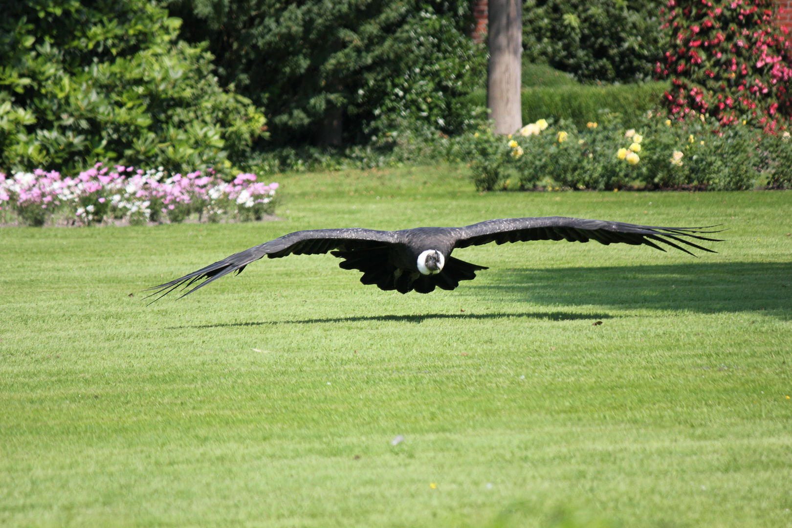 Ein Condor im Anflug