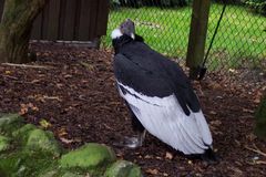 Ein Condor Wollte leider nicht den Kopf heben