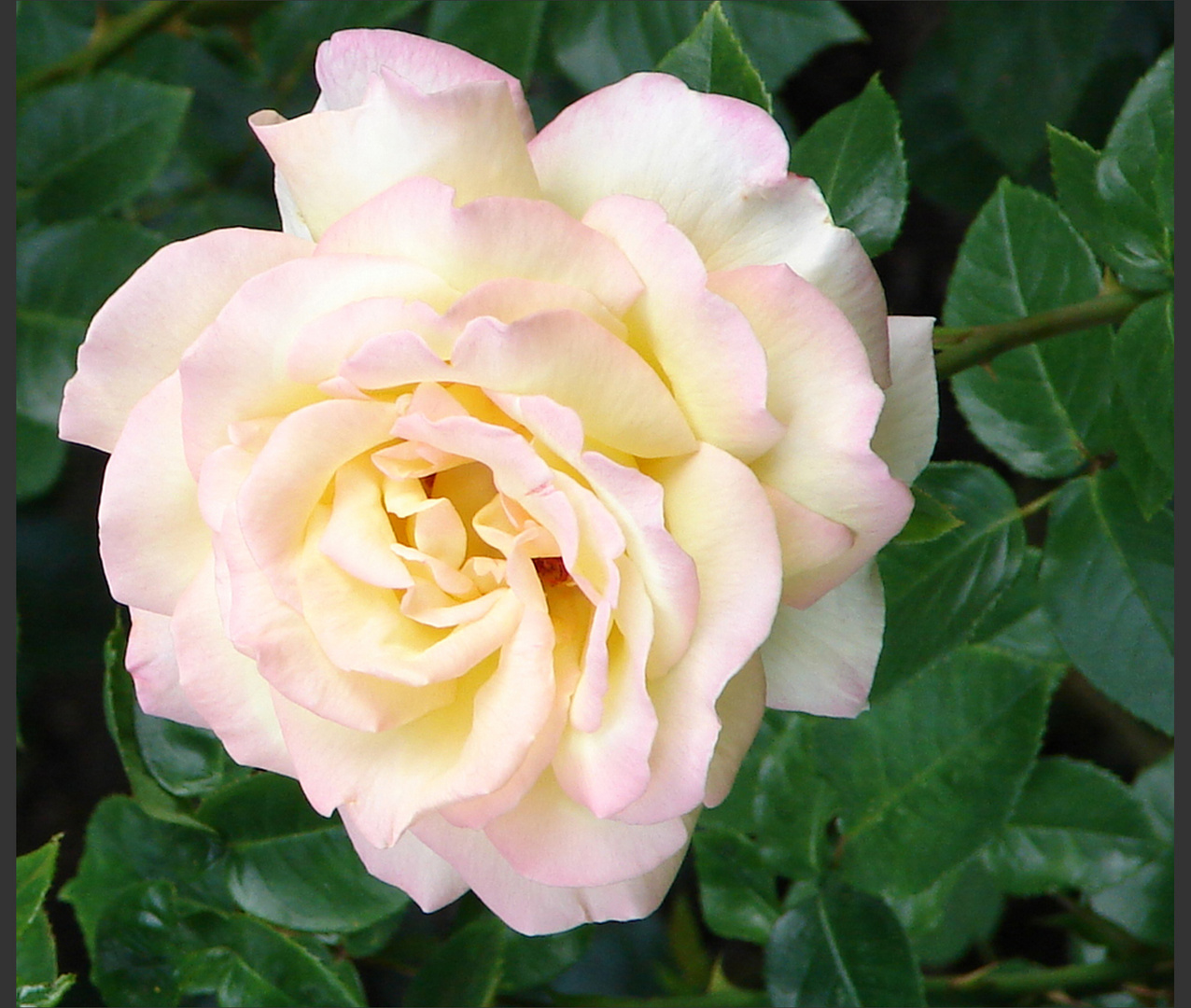 Ein contra zu fritzl walzers rose - blös meine blüht im garten (der bereits