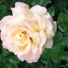 Ein contra zu fritzl walzers rose - blös meine blüht im garten (der bereits