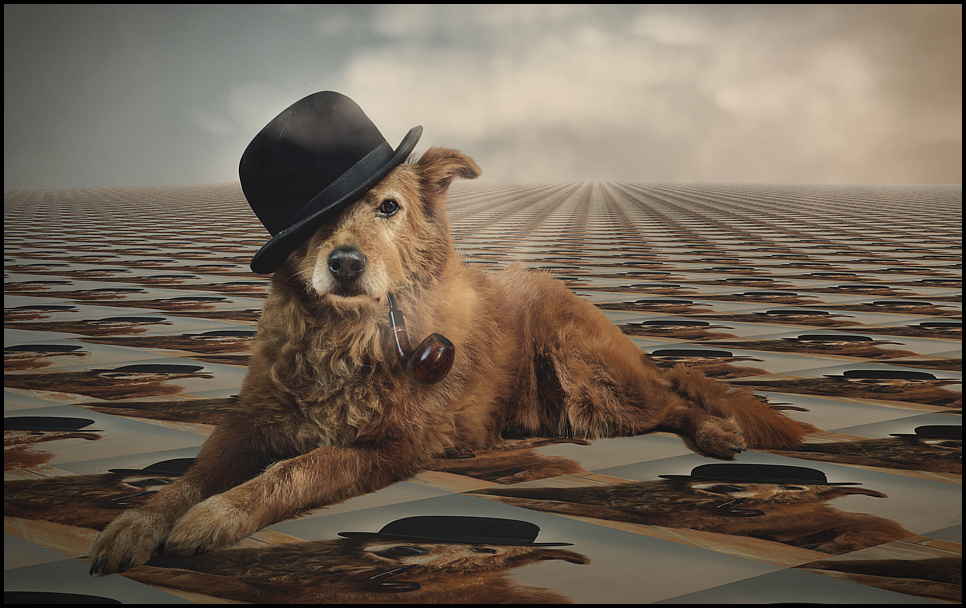 ein cooler Hund Foto &amp; Bild fotomontage, surreal, digiart Bilder auf