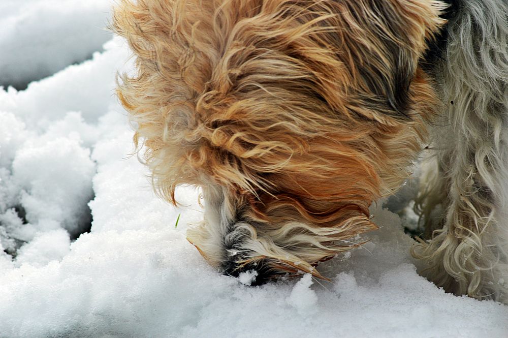 Ein cooler Hund