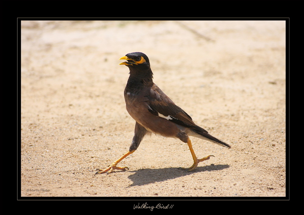 Ein cooler Vogel