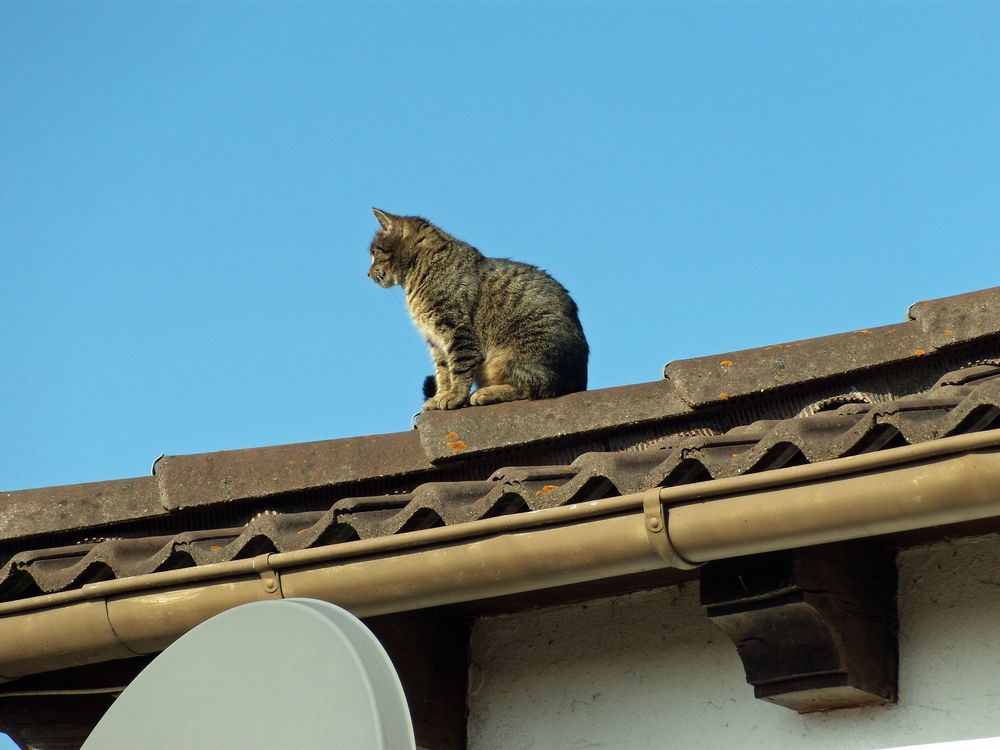 Ein "Dachhase"! Die Katze meiner Tochter wollte hoch hinaus ,"sie ist Ihr aufs Dach gestiegen "!