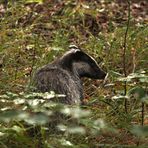 ein Dachs entdeckt die Welt