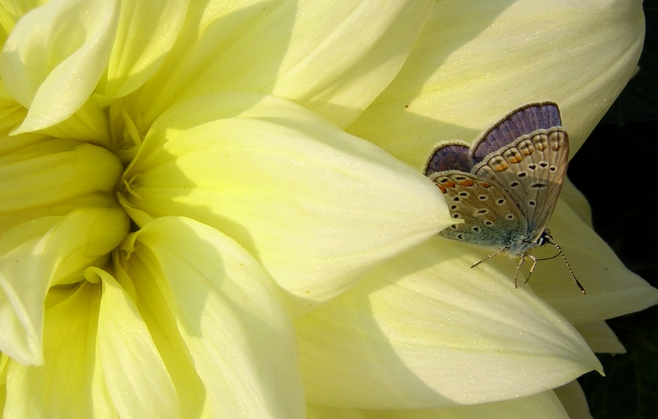 Ein Dahlienfreund