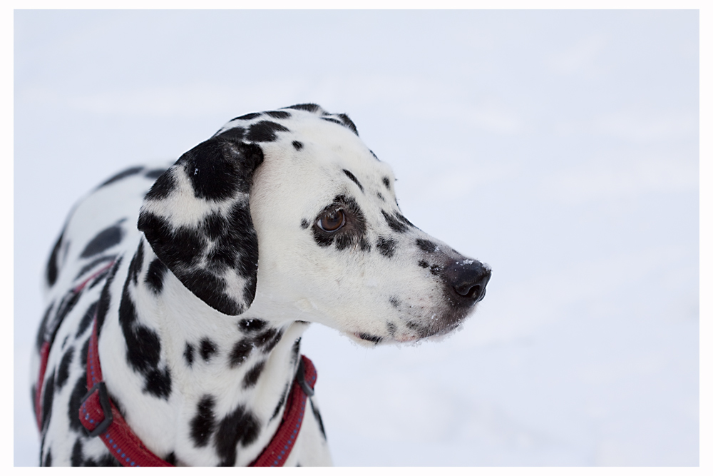 Ein Dalmatiner im Schnee