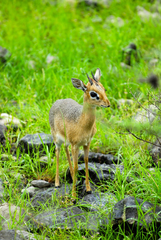 Ein Damara Dikdik - die kleinste Antilope überhaupt