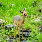 Ein Damara Dikdik - die kleinste Antilope überhaupt