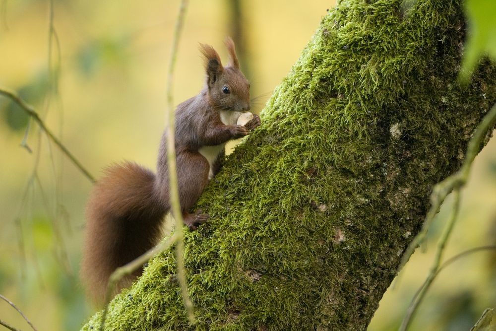 Ein Damhirsch...