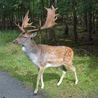 Ein Damschaufler im Herbstwald