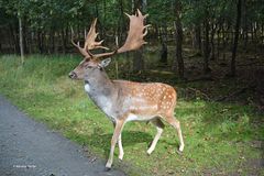 Ein Damschaufler im Herbstwald