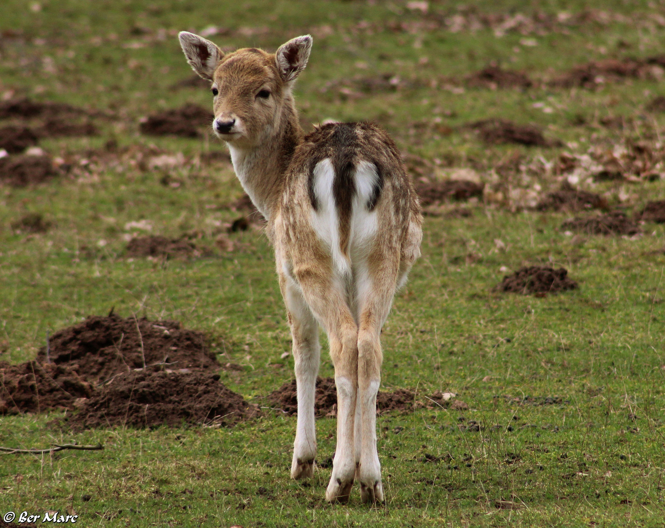 Ein Damwild