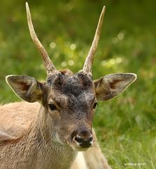 Ein Damwild Spießer