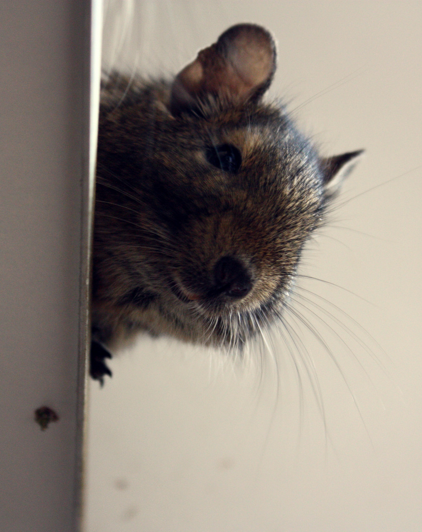 ein Degu