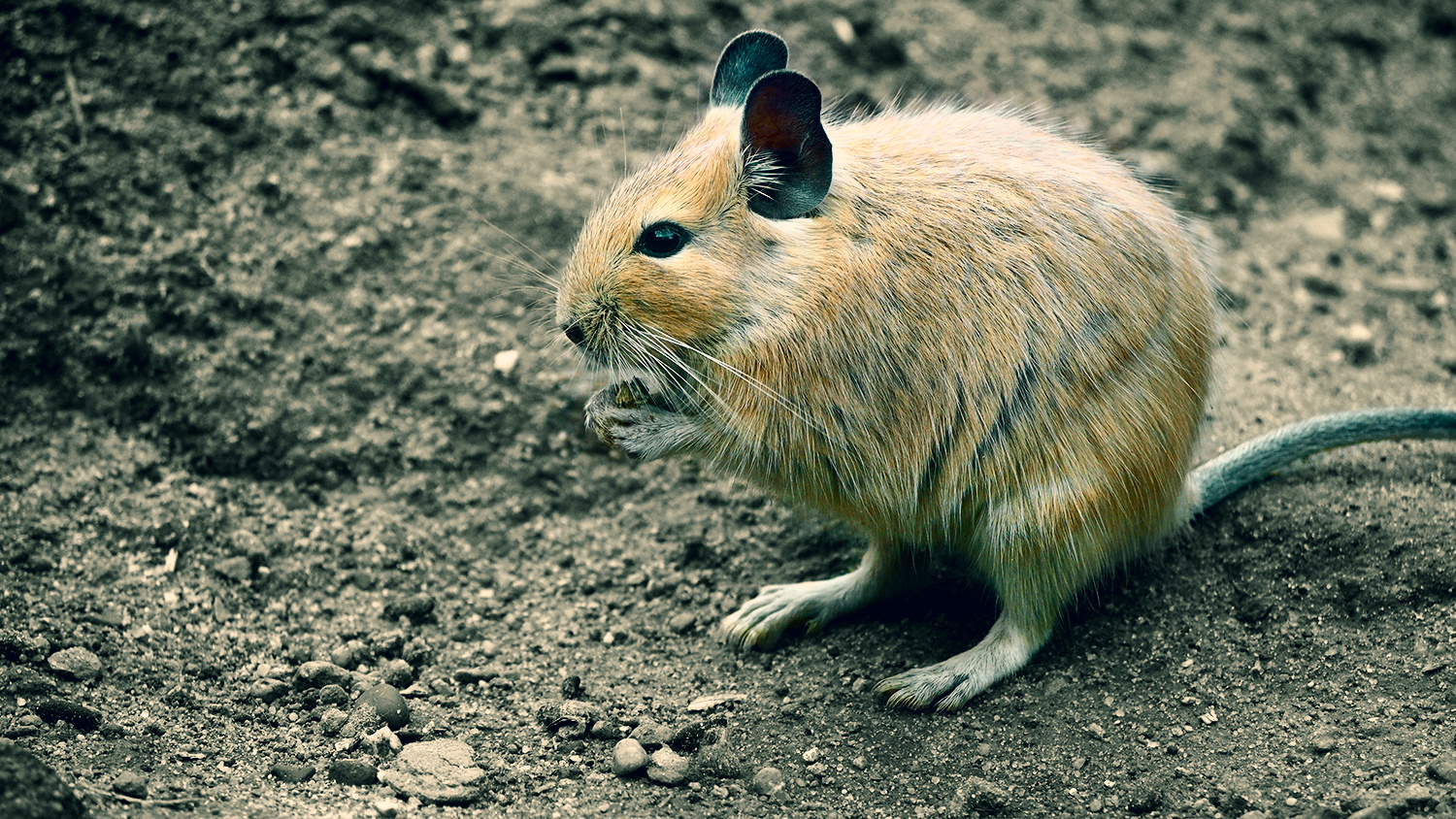 ein Degu kommt selten allein