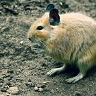 ein Degu kommt selten allein