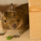 ein Degu namens Chilli