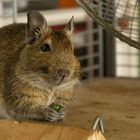 ein Degu namens Curry