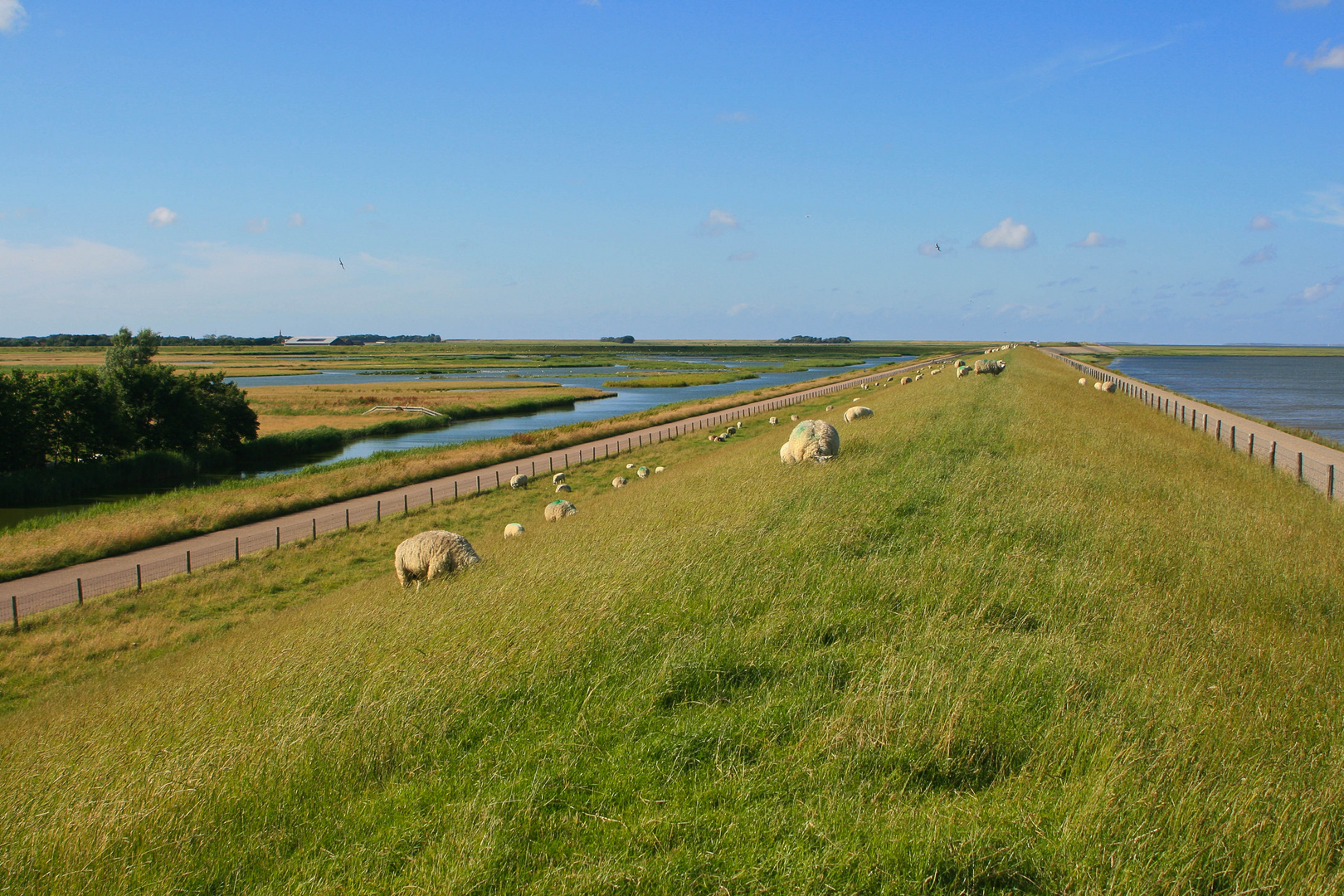 Ein Deich im Osten von Texel mit den typischen Texelschafen!