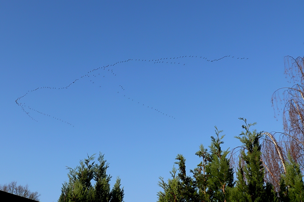 Ein Delfin im Himmel - Kranichzug