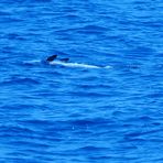 Ein Delphin zeigt seinen besonderen Schwimmstil