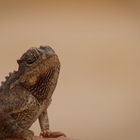 Ein Desert Chameleon