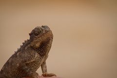 Ein Desert Chameleon