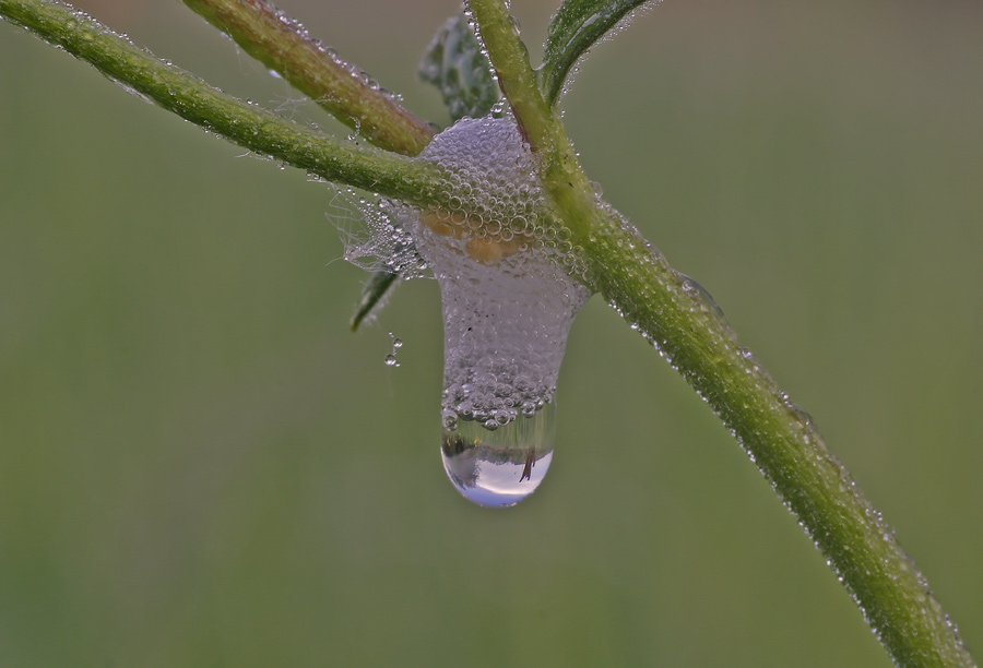 Ein Detail aus der Blumenwiese