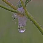 Ein Detail aus der Blumenwiese