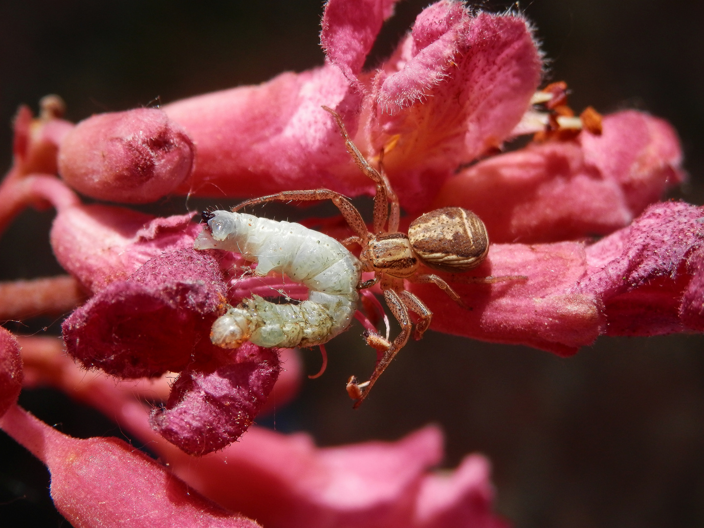 Ein dicker Brocken - Sumpf-Krabbenspinne (Xysticus ulmi) mit Raupe