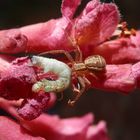 Ein dicker Brocken - Sumpf-Krabbenspinne (Xysticus ulmi) mit Raupe