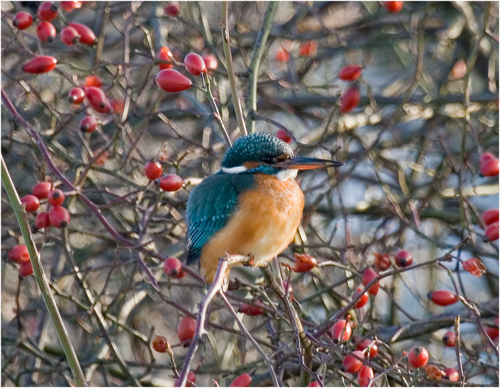 Ein Dicker Piepmatz ( Eisvogel )