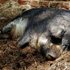 Ein dickes Schwein auf dem Kinderbauernhof in Neuss