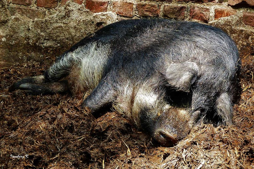 Ein dickes Schwein auf dem Kinderbauernhof in Neuss