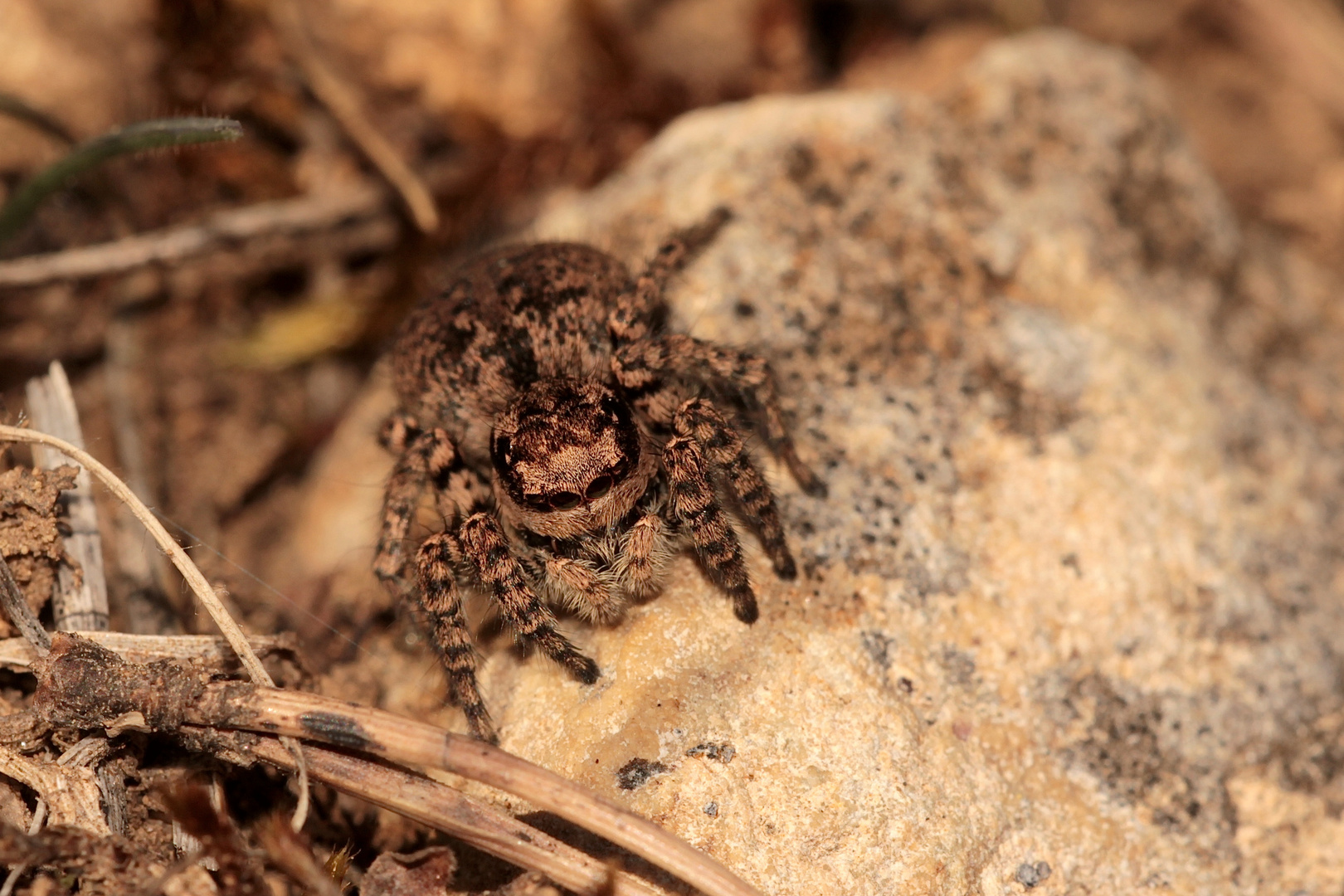 Ein dickes Weibchen der Springspinne*** Marpissa muscosa, ...