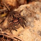 Ein dickes Weibchen der Springspinne*** Marpissa muscosa, ...