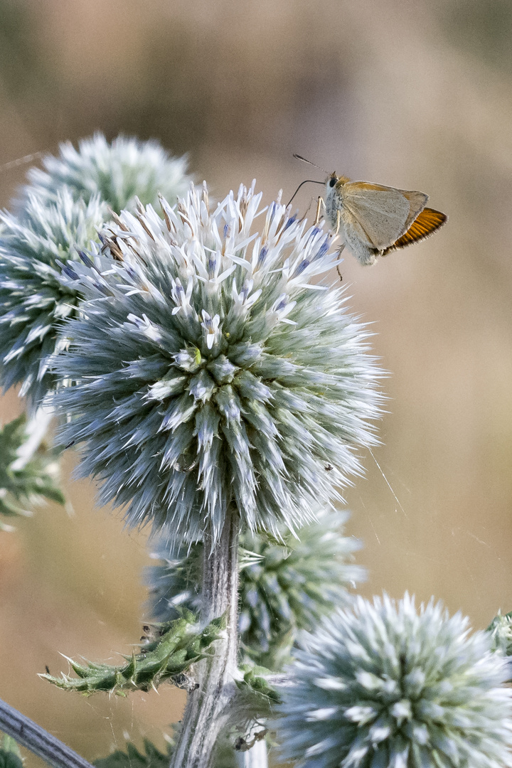 ein Dickkopf auf der Distel