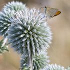 ein Dickkopf auf der Distel