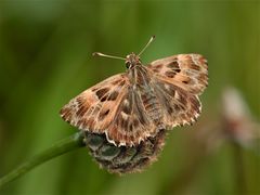 Ein Dickkopffalter - Carcharodus alceae oder flocciferus? - Danke, Charly und Makrorenz!