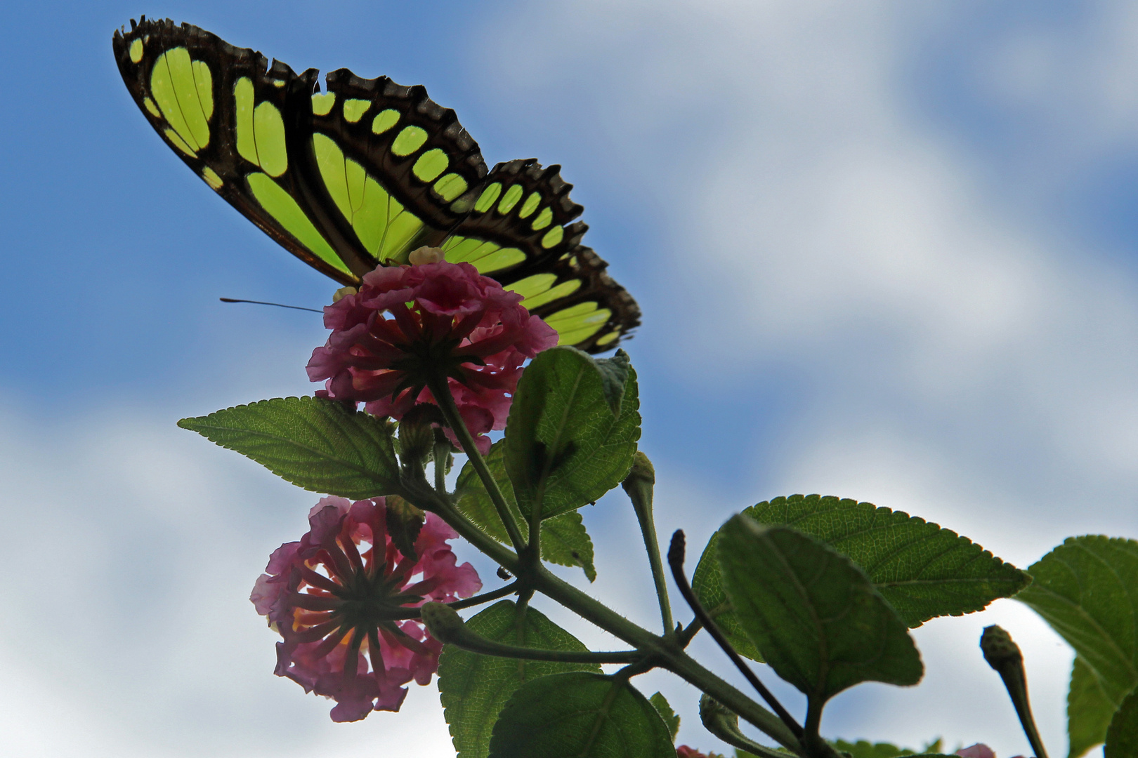 Ein Dido longwing