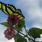 Ein Dido longwing