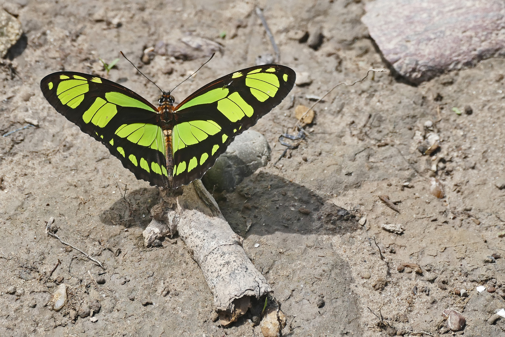 Ein DIDO LONGWING beim Sonnenbad und Mittagessen, Laguna Yarinacocha, Pucallpa, Peru.