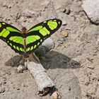 Ein DIDO LONGWING beim Sonnenbad und Mittagessen, Laguna Yarinacocha, Pucallpa, Peru.