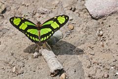 Ein DIDO LONGWING beim Sonnenbad und Mittagessen, Laguna Yarinacocha, Pucallpa, Peru.