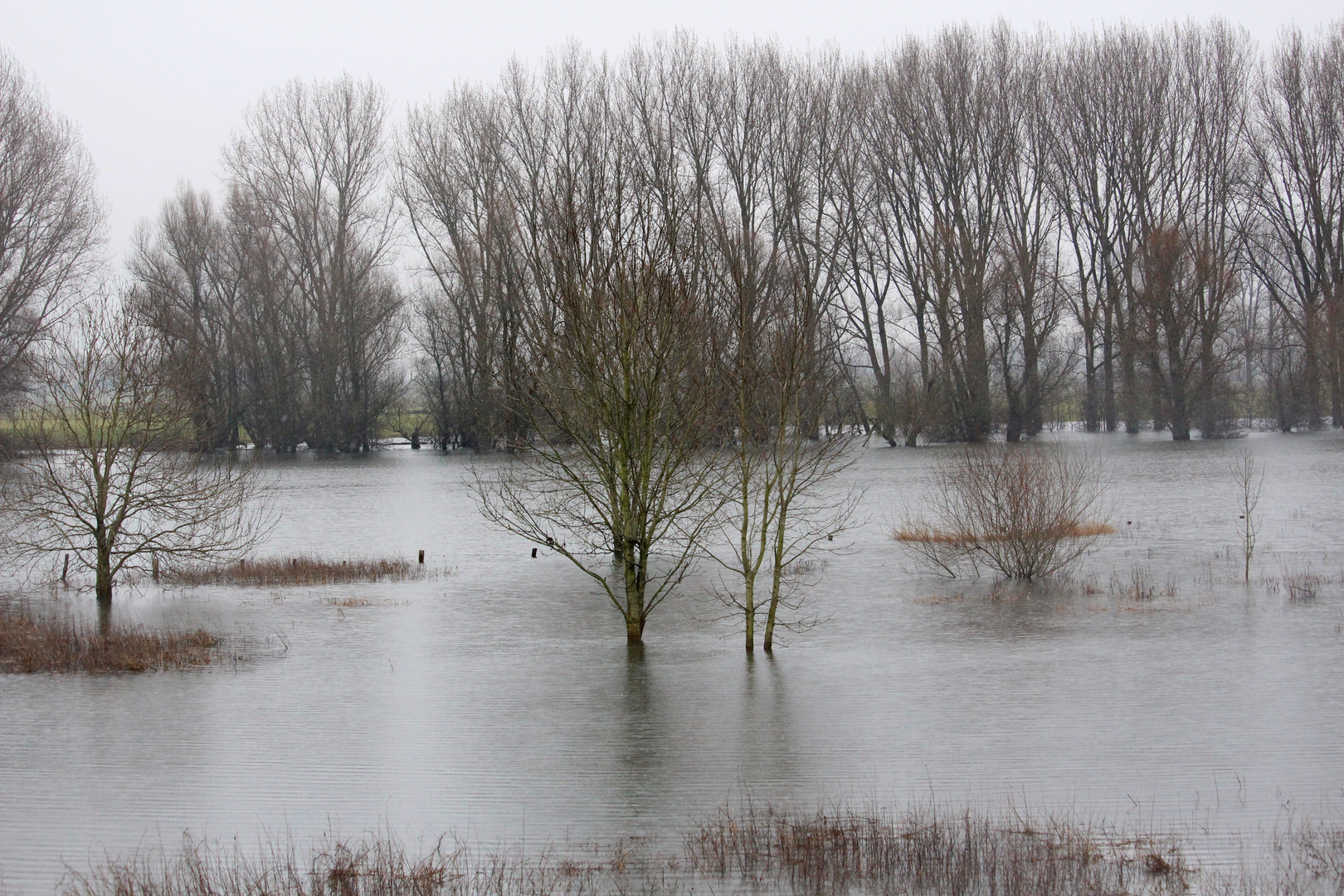 Ein diesiger Tag am Niederrhein