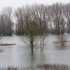 Ein diesiger Tag am Niederrhein