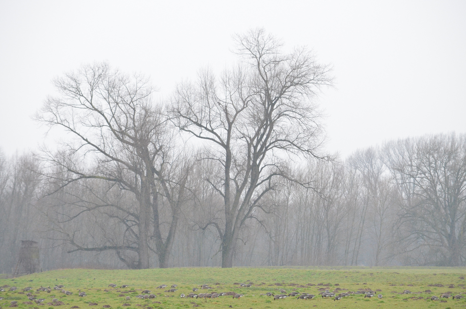 Ein diesiger Tag im Winter am Niederrhein