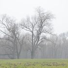 Ein diesiger Tag im Winter am Niederrhein